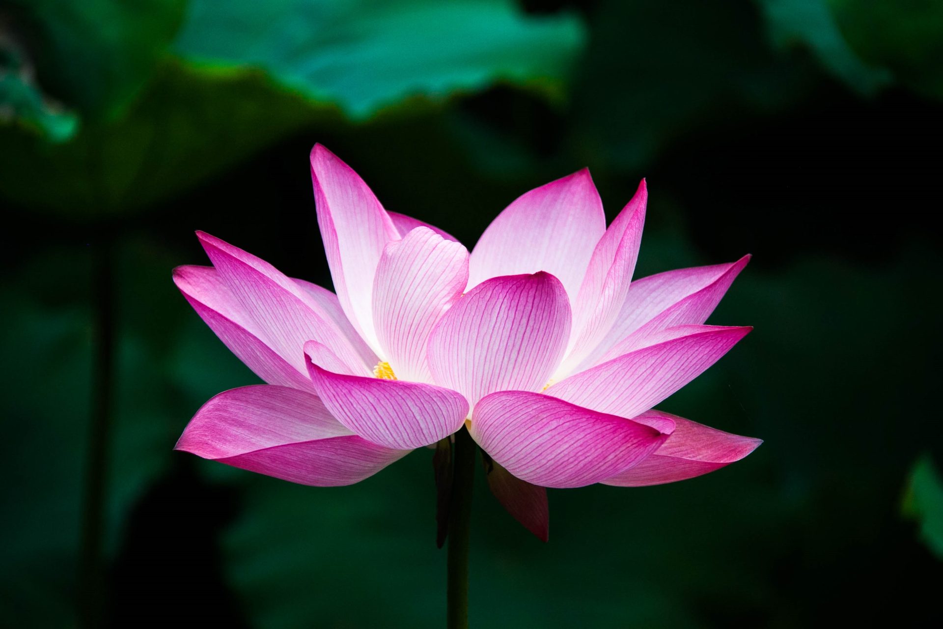 A lotus flower (Nelumbo nucifera), a plant traditionally used to symbolize the self remaining untouched by the water around it