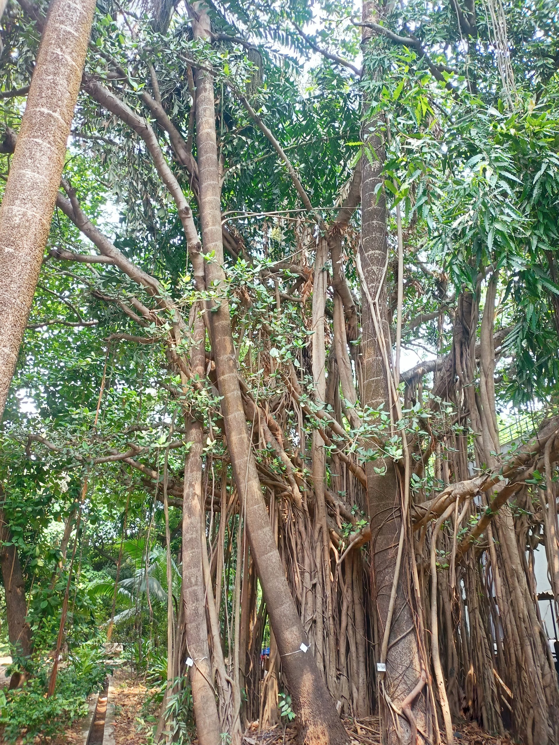 The Gita's Chapter 15: Purushottama Yoga and the Cosmic Banyan Tree